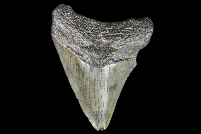Juvenile Megalodon Tooth - Georgia #111604